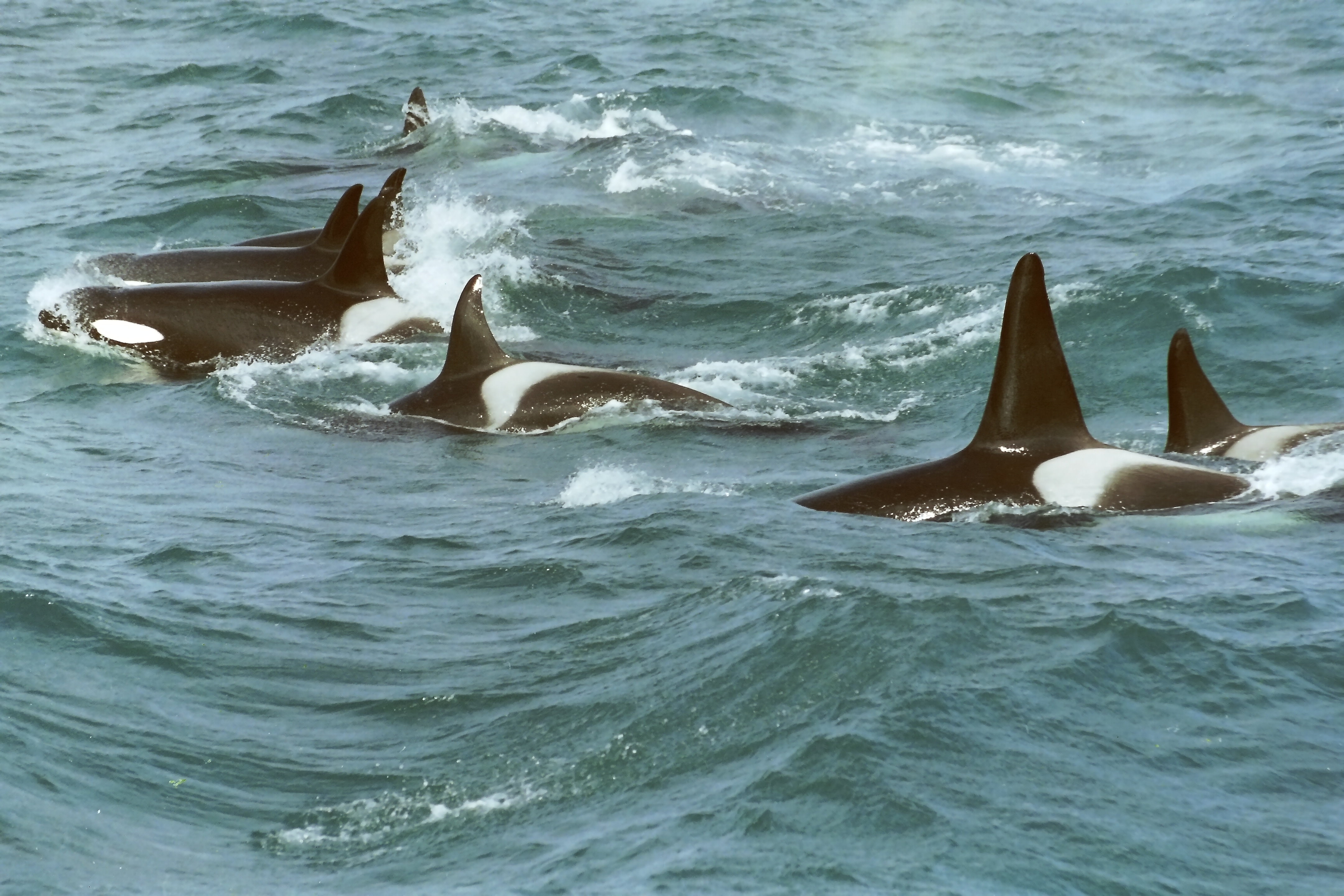 A pod of orcas surfacing in open water in the Norwegian Sea