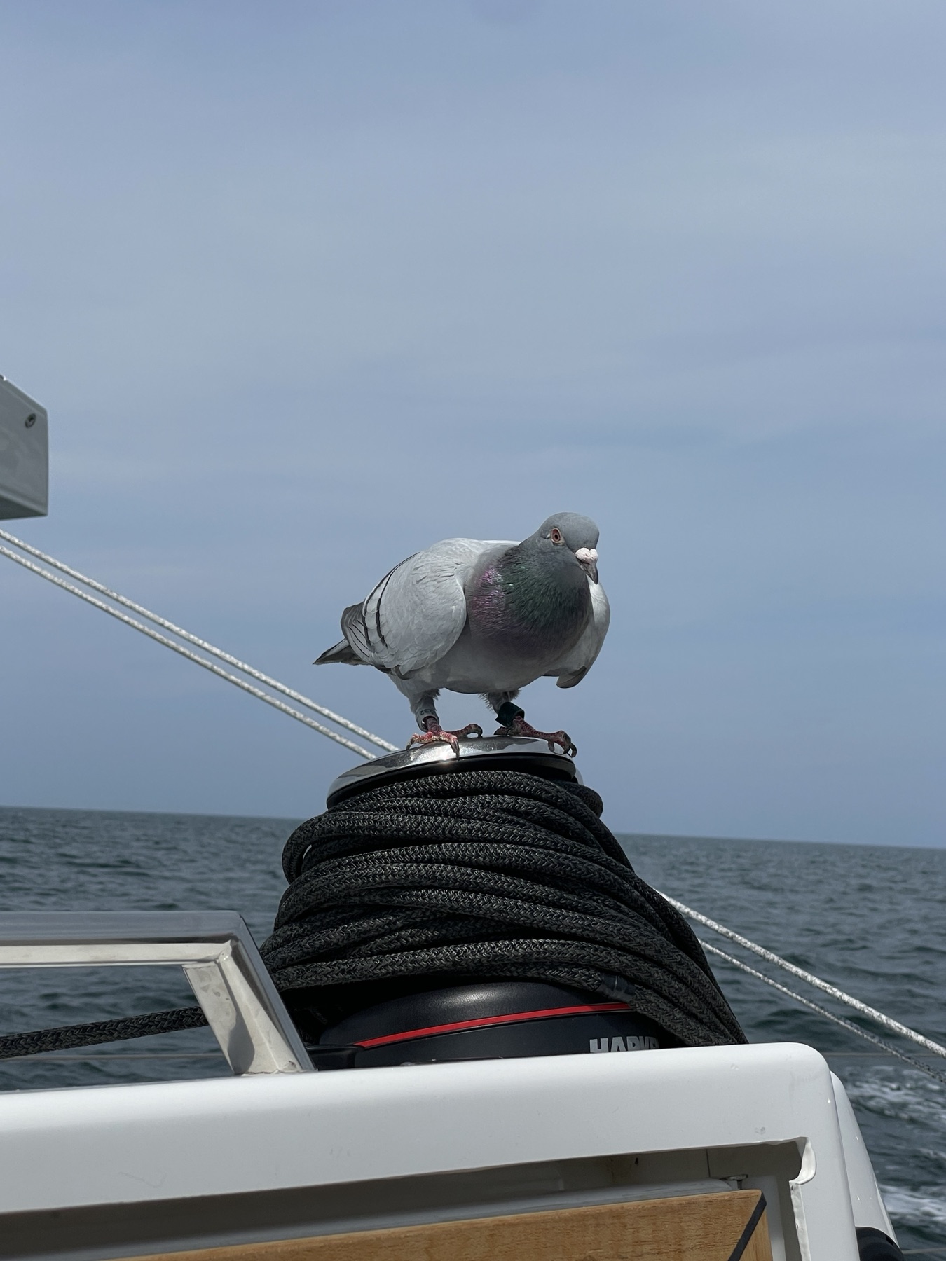 A racing pigeon resting on a winch during the North Sea passage